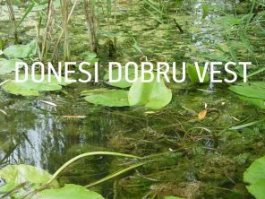 Donesi dobru vest , Ulice Novog Sada, Novi Sad