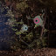 avatar deerspotter